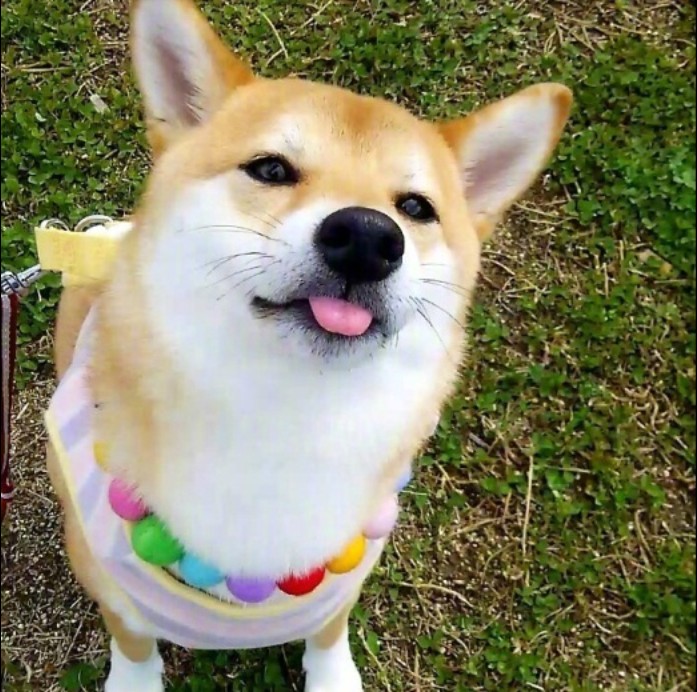 萌宠图片能卖萌能搞怪的柴犬图片