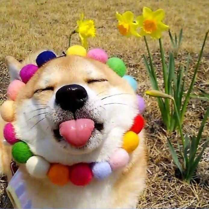 萌宠图片能卖萌能搞怪的柴犬图片