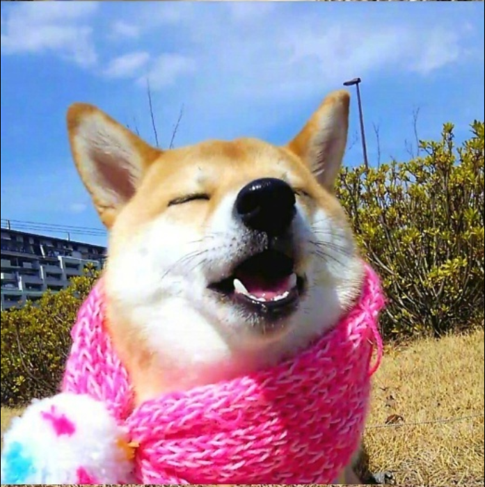 萌宠图片能卖萌能搞怪的柴犬图片
