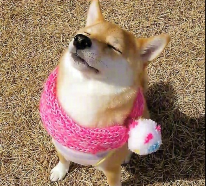 萌宠图片能卖萌能搞怪的柴犬图片