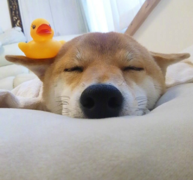 萌宠图片能卖萌能搞怪的柴犬图片