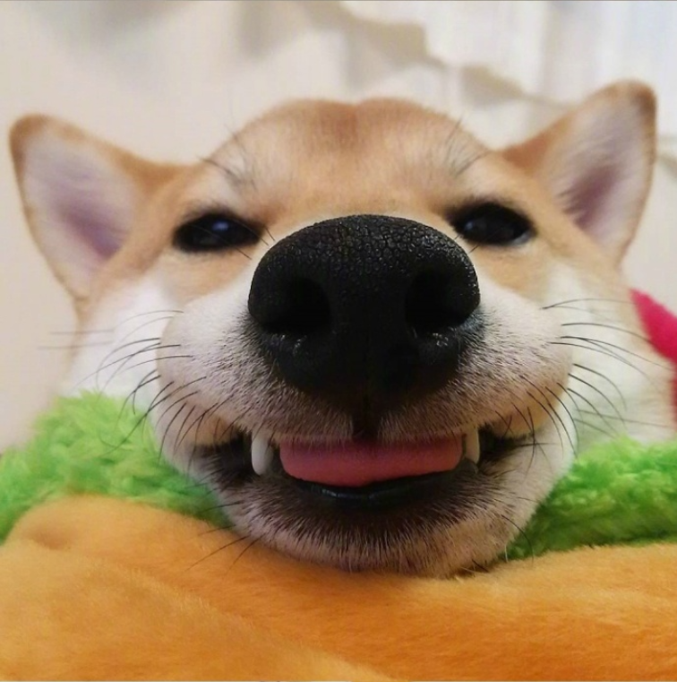 萌宠图片能卖萌能搞怪的柴犬图片