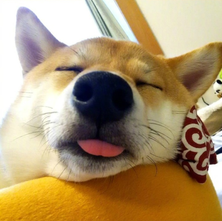 萌宠图片能卖萌能搞怪的柴犬图片