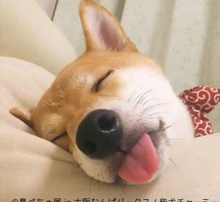 萌宠图片能卖萌能搞怪的柴犬图片