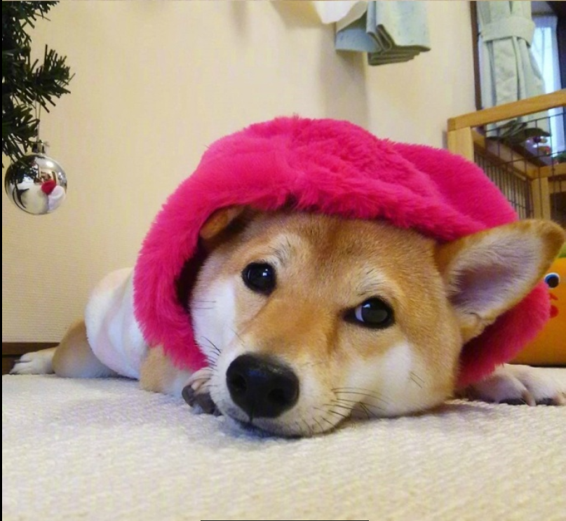 萌宠图片能卖萌能搞怪的柴犬图片