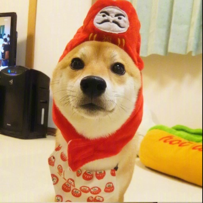 萌宠图片能卖萌能搞怪的柴犬图片