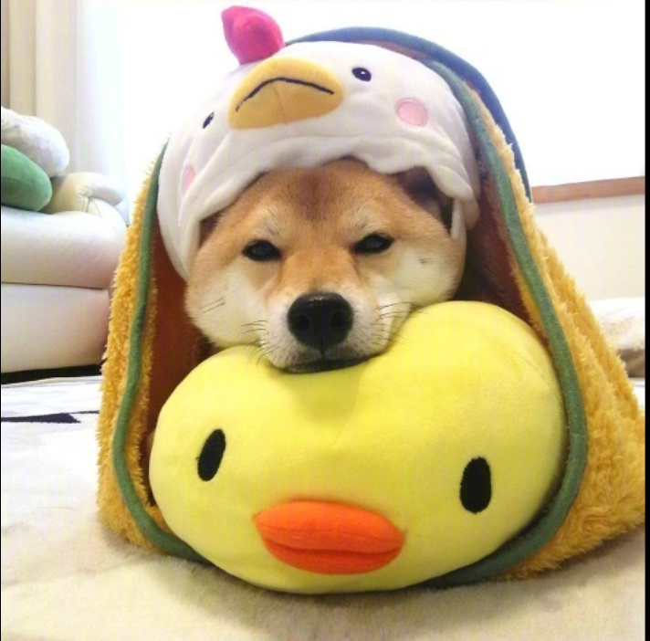 萌宠图片能卖萌能搞怪的柴犬图片