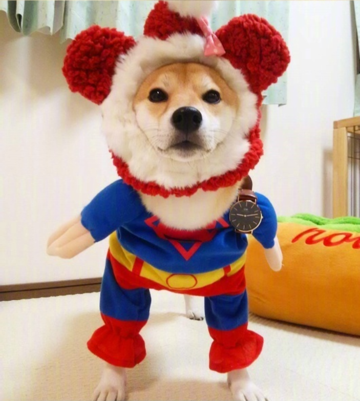 萌宠图片能卖萌能搞怪的柴犬图片