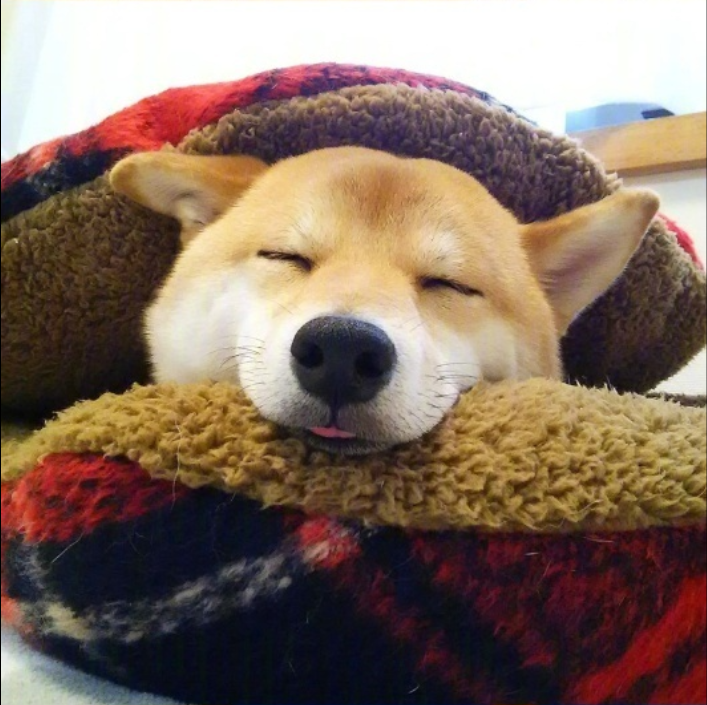 萌宠图片能卖萌能搞怪的柴犬图片