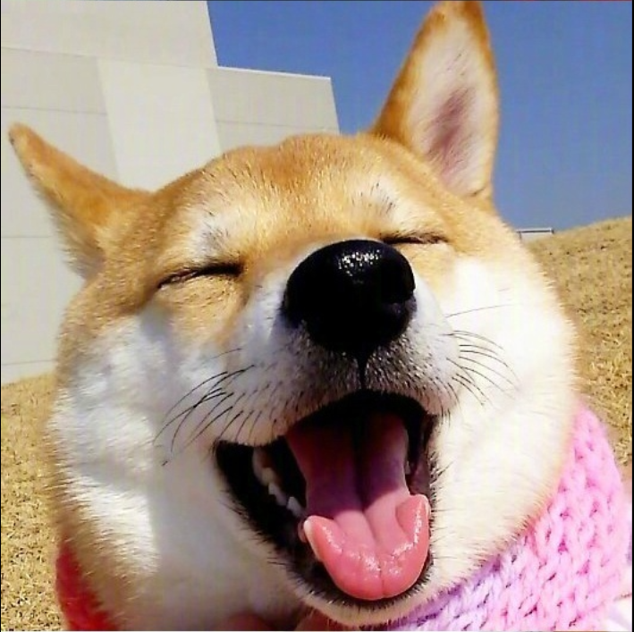 萌宠图片能卖萌能搞怪的柴犬图片