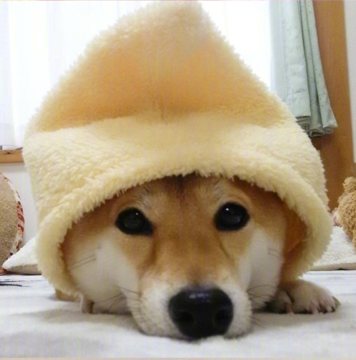 萌宠图片能卖萌能搞怪的柴犬图片