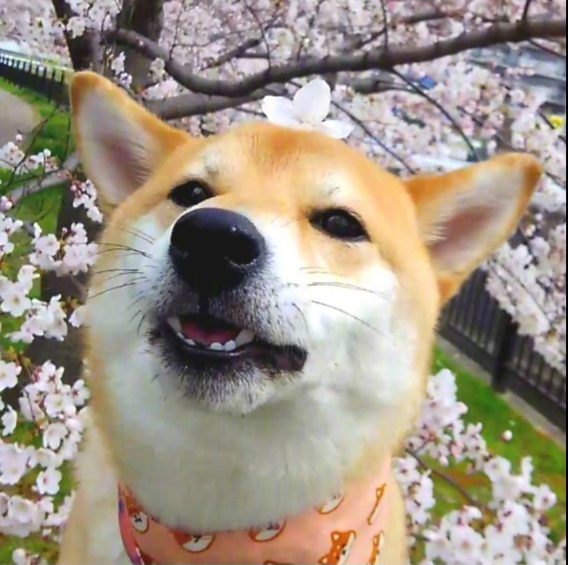 萌宠图片能卖萌能搞怪的柴犬图片