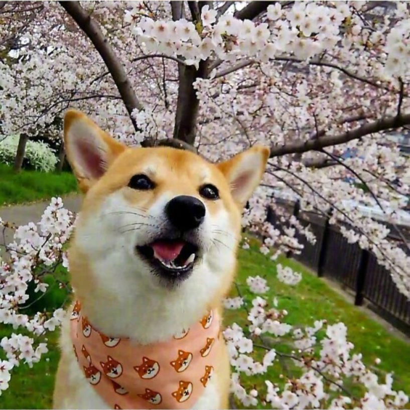 萌宠图片能卖萌能搞怪的柴犬图片