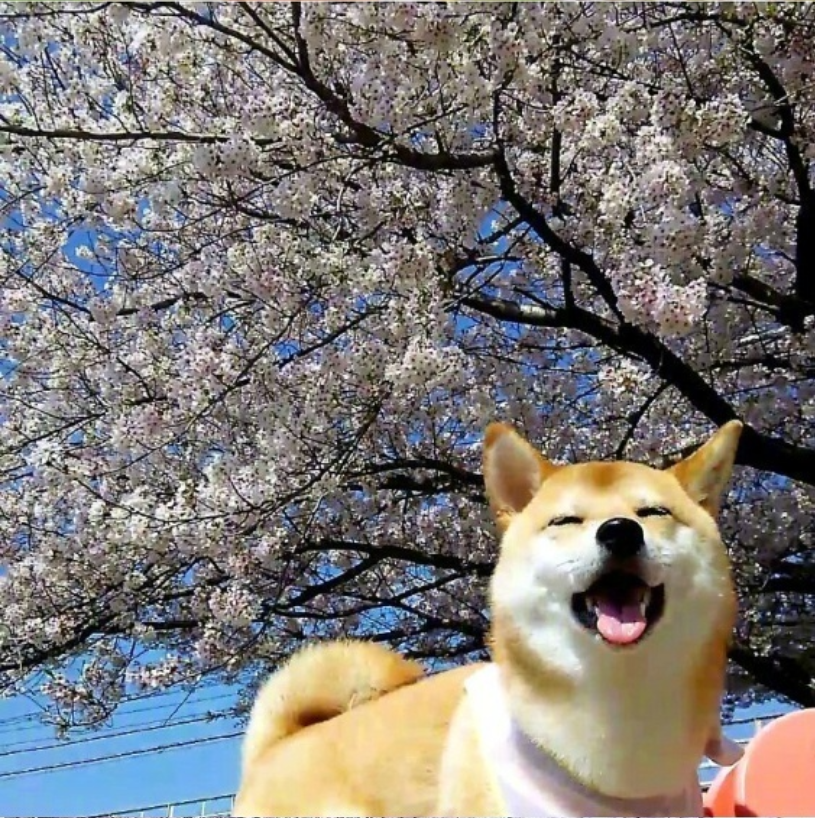 萌宠图片能卖萌能搞怪的柴犬图片