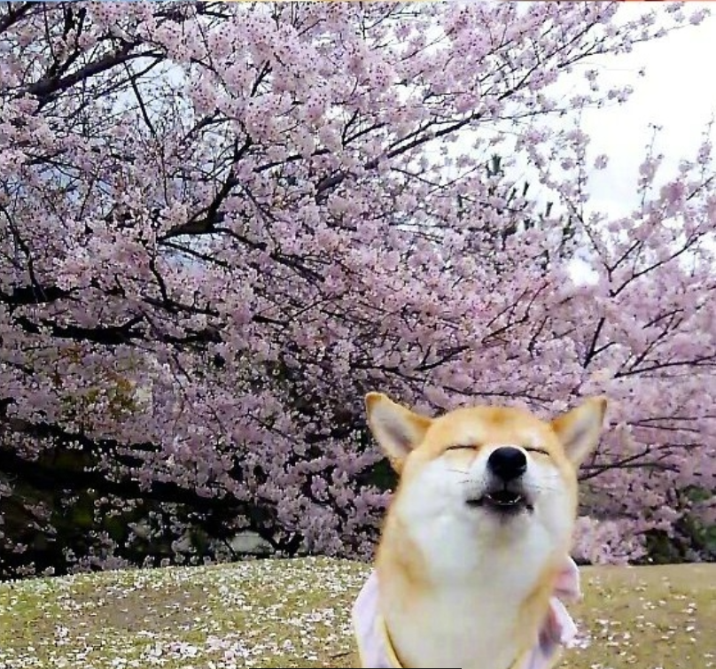 萌宠图片能卖萌能搞怪的柴犬图片