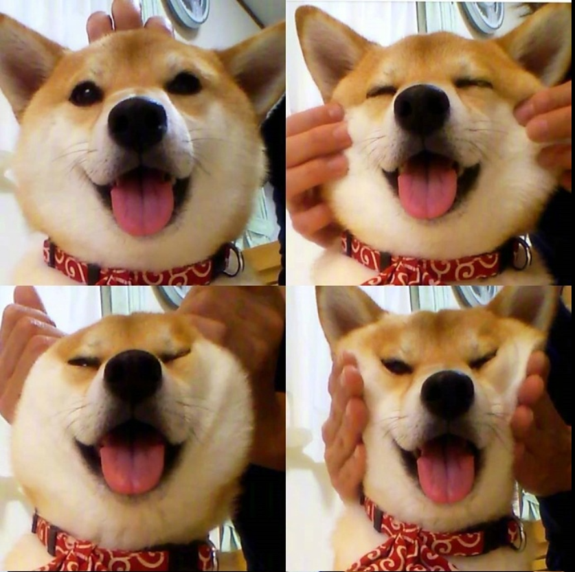 萌宠图片能卖萌能搞怪的柴犬图片