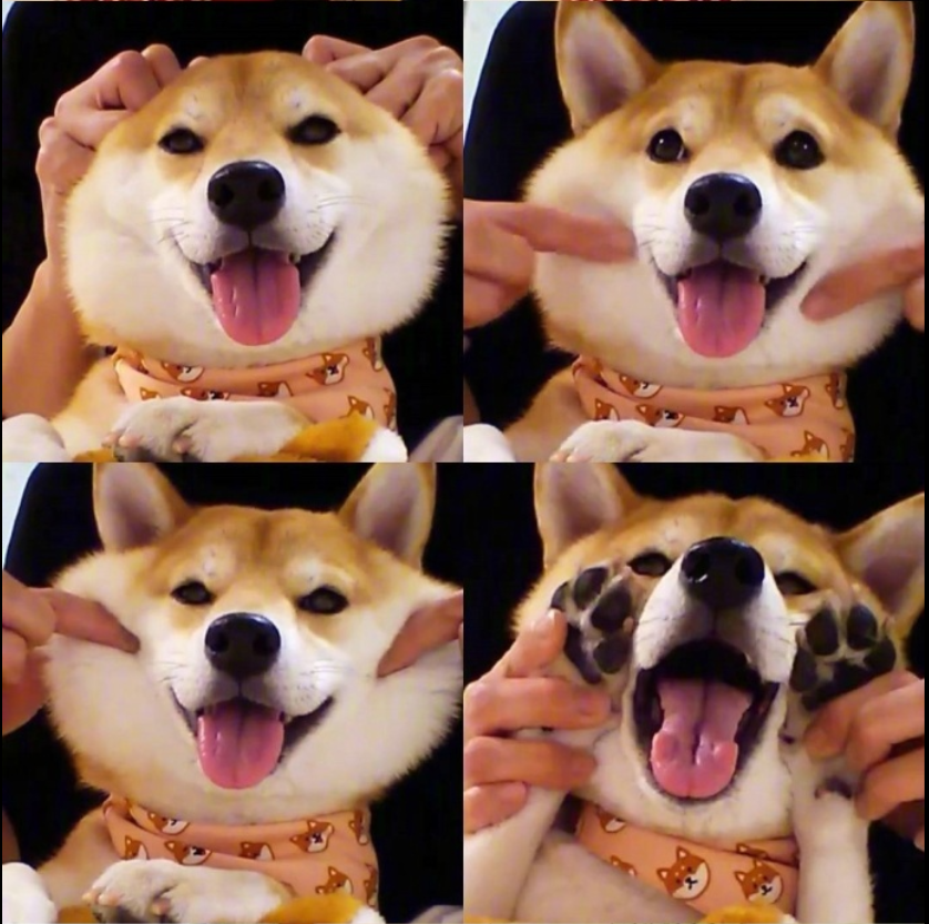 萌宠图片能卖萌能搞怪的柴犬图片