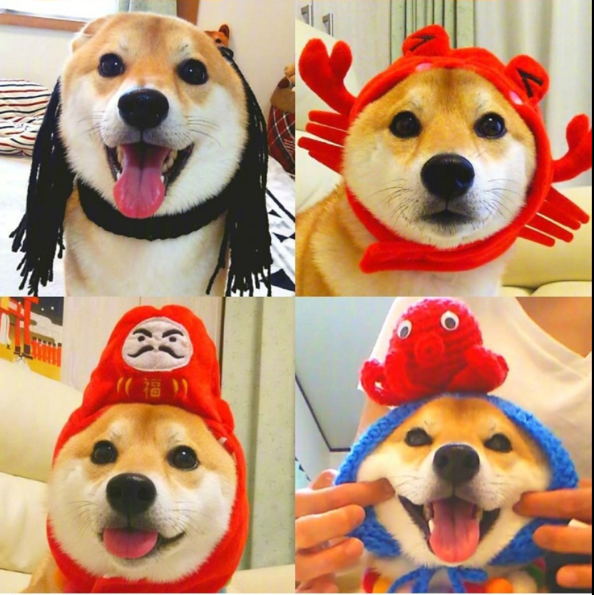 萌宠图片能卖萌能搞怪的柴犬图片
