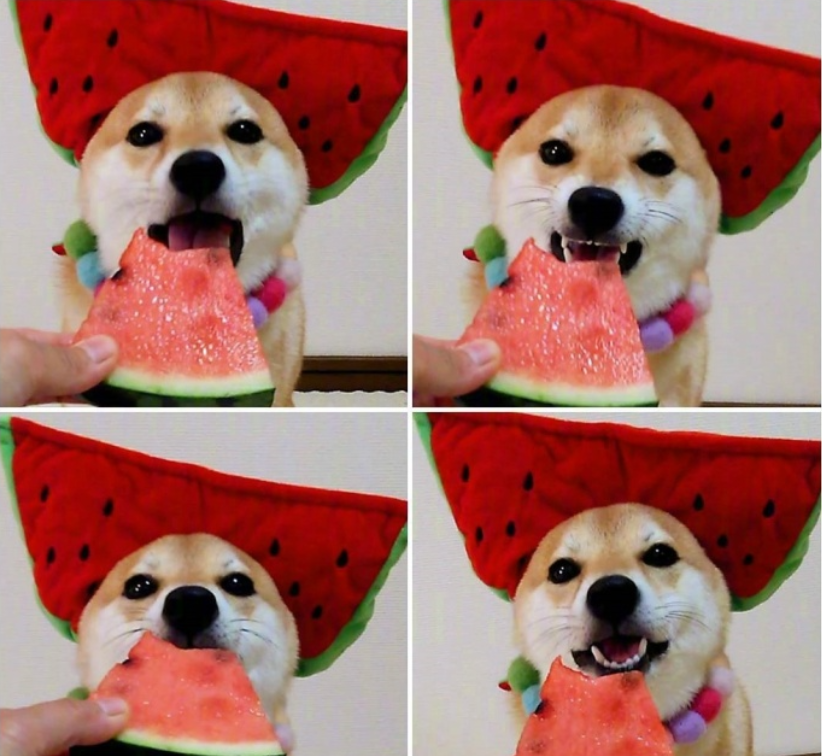 萌宠图片能卖萌能搞怪的柴犬图片