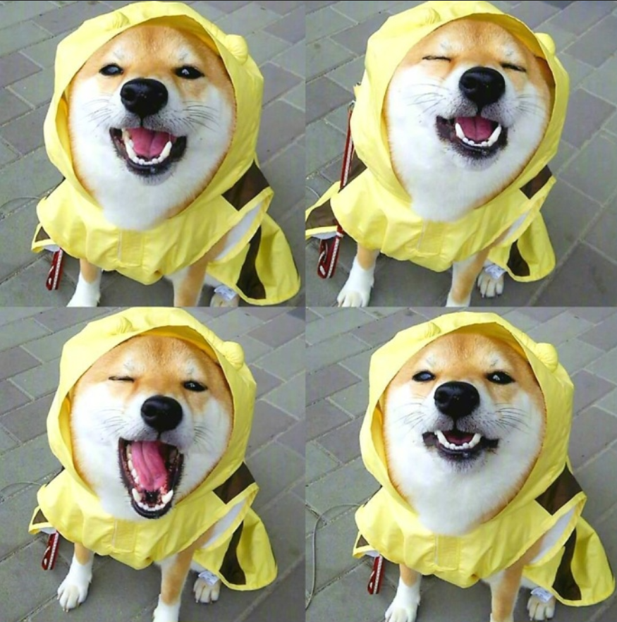 萌宠图片能卖萌能搞怪的柴犬图片