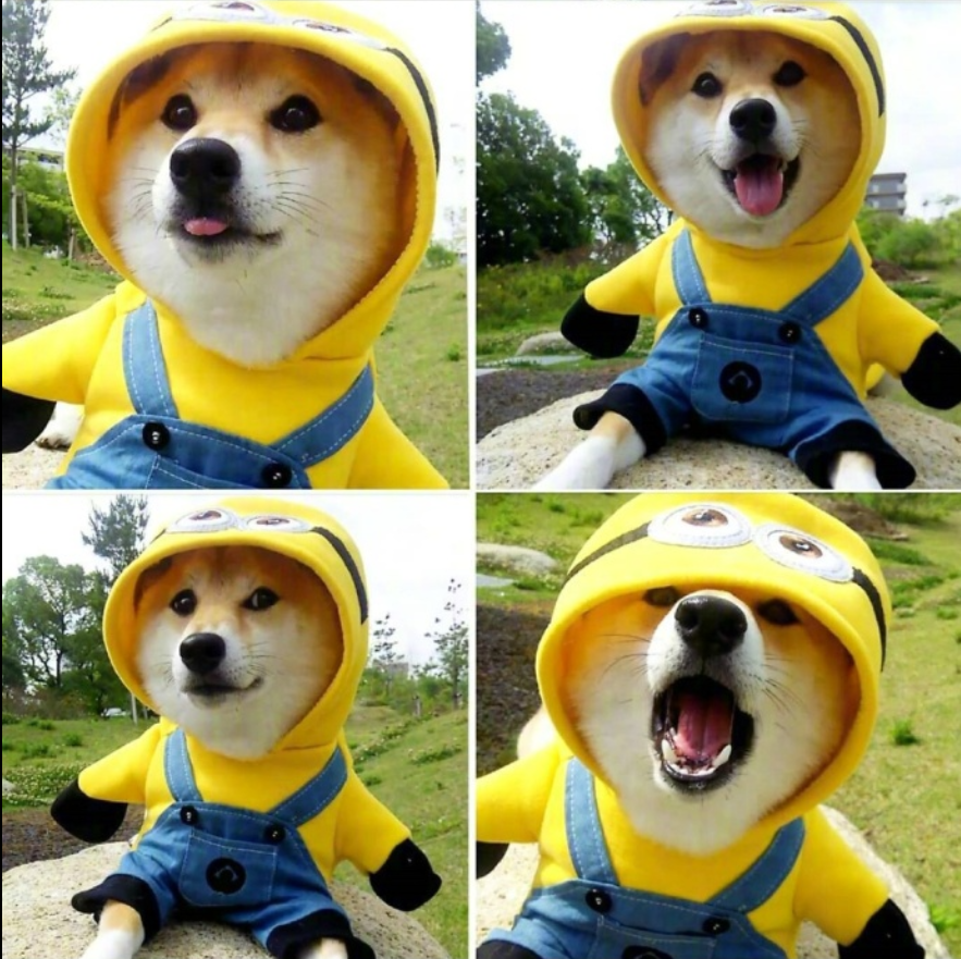 萌宠图片能卖萌能搞怪的柴犬图片