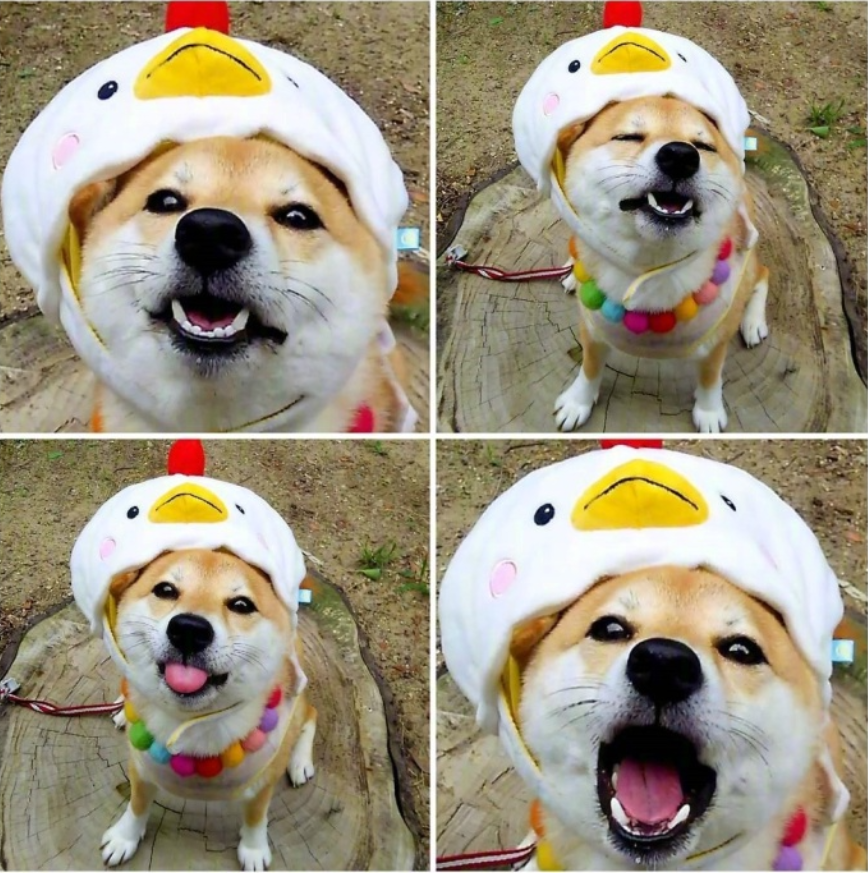 萌宠图片能卖萌能搞怪的柴犬图片