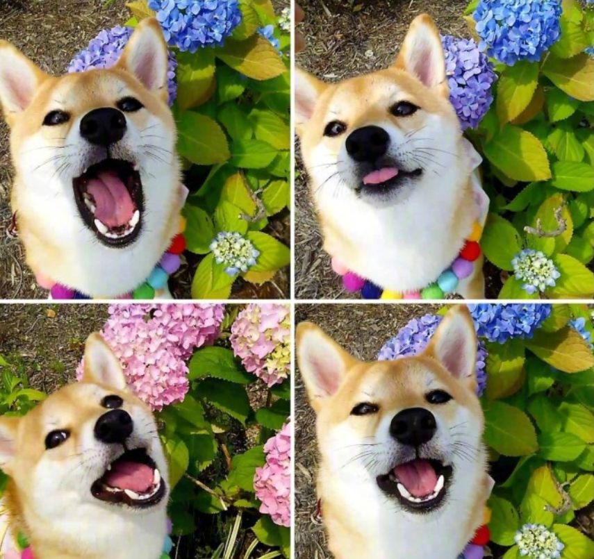 萌宠图片能卖萌能搞怪的柴犬图片