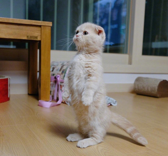 喵星人：【猫咪图片】小奶猫kimm的卖萌日常