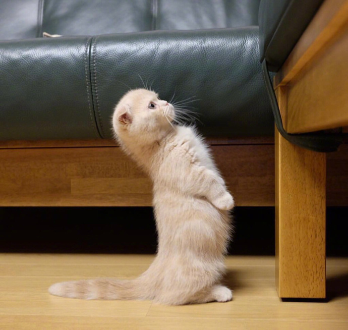 喵星人：【猫咪图片】小奶猫kimm的卖萌日常