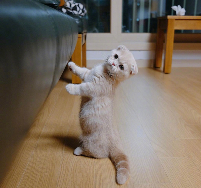 喵星人：【猫咪图片】小奶猫kimm的卖萌日常