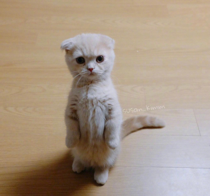 喵星人：【猫咪图片】小奶猫kimm的卖萌日常