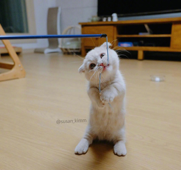 喵星人：【猫咪图片】小奶猫kimm的卖萌日常