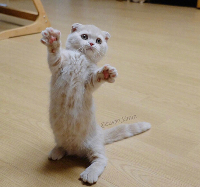 喵星人：【猫咪图片】小奶猫kimm的卖萌日常