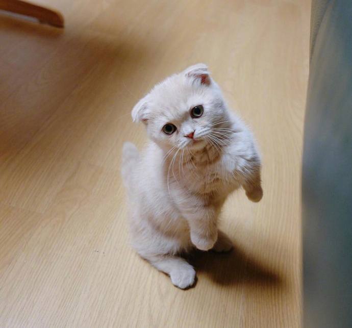 喵星人：【猫咪图片】小奶猫kimm的卖萌日常
