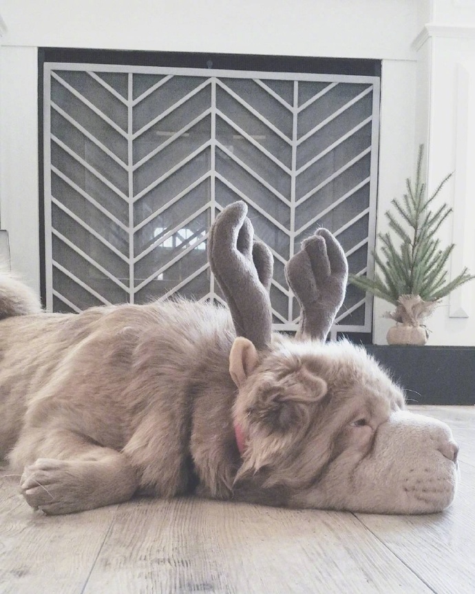 萌宠图片:英国斗牛犬图片,蠢萌蠢萌的狗狗图片