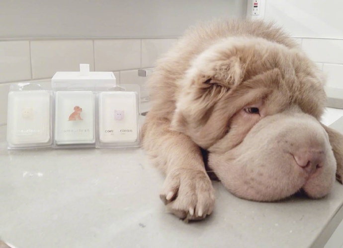萌宠图片:英国斗牛犬图片,蠢萌蠢萌的狗狗图片