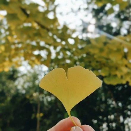 树叶唯美意境风景图片:八月，你好，希望这个月