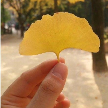 树叶唯美意境风景图片:八月，你好，希望这个月