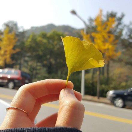 树叶唯美意境风景图片:八月，你好，希望这个月