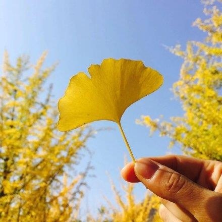 树叶唯美意境风景图片:八月，你好，希望这个月