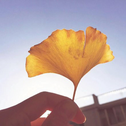 树叶唯美意境风景图片:八月，你好，希望这个月