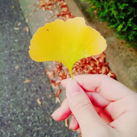 树叶唯美意境风景图片:八月，你好，希望这个月