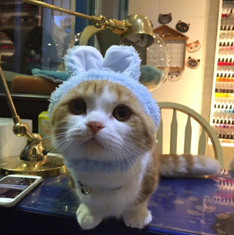 喵星人图片:小短腿虎斑猫咪日常图片