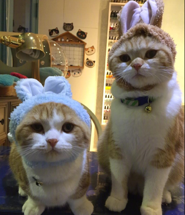 喵星人图片:小短腿虎斑猫咪日常图片