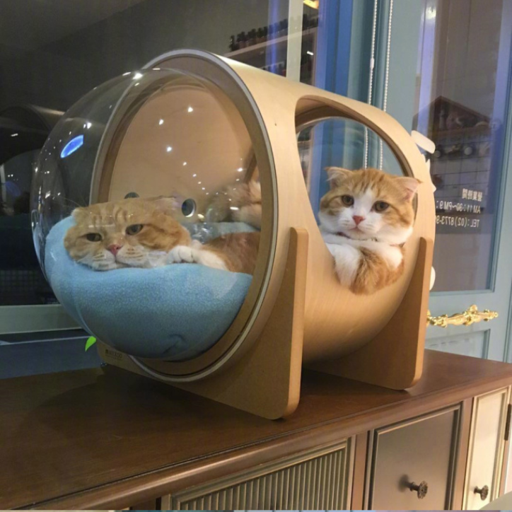 喵星人图片:小短腿虎斑猫咪日常图片