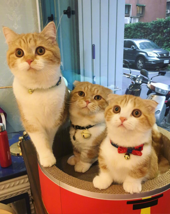 喵星人图片:小短腿虎斑猫咪日常图片