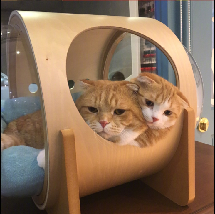 喵星人图片:小短腿虎斑猫咪日常图片
