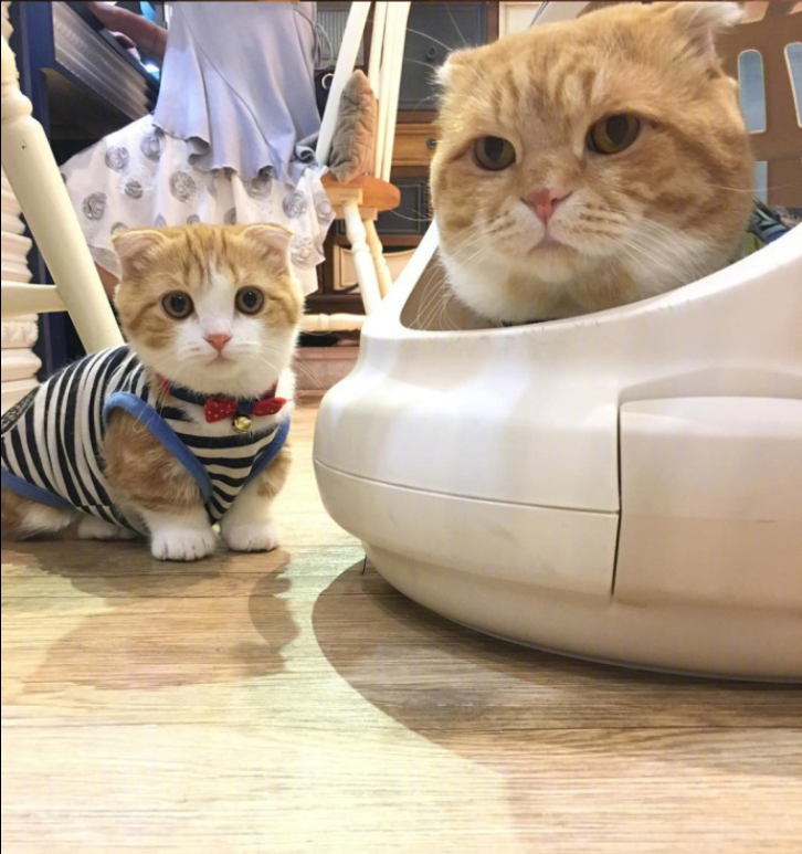 喵星人图片:小短腿虎斑猫咪日常图片