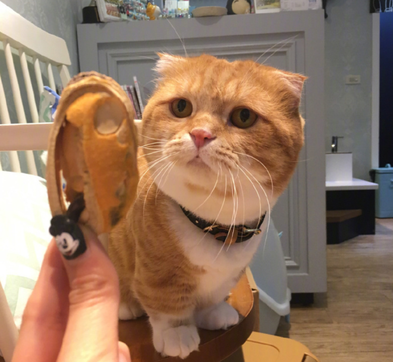 喵星人图片:小短腿虎斑猫咪日常图片