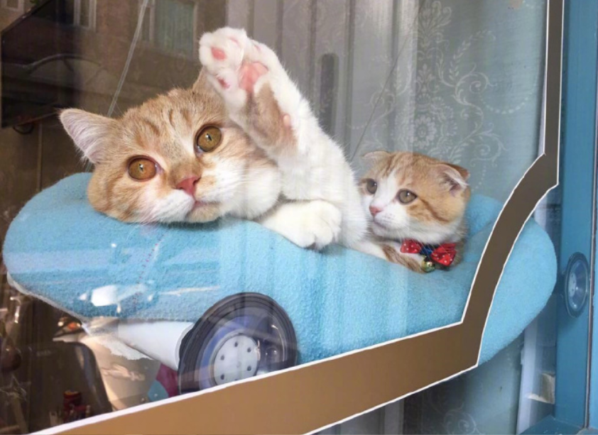 喵星人图片:小短腿虎斑猫咪日常图片